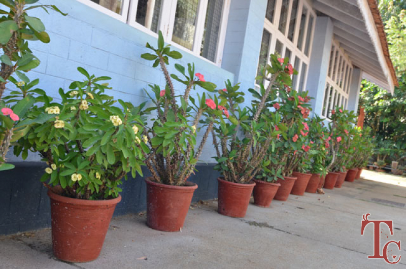 Bananki Homestay photo 30