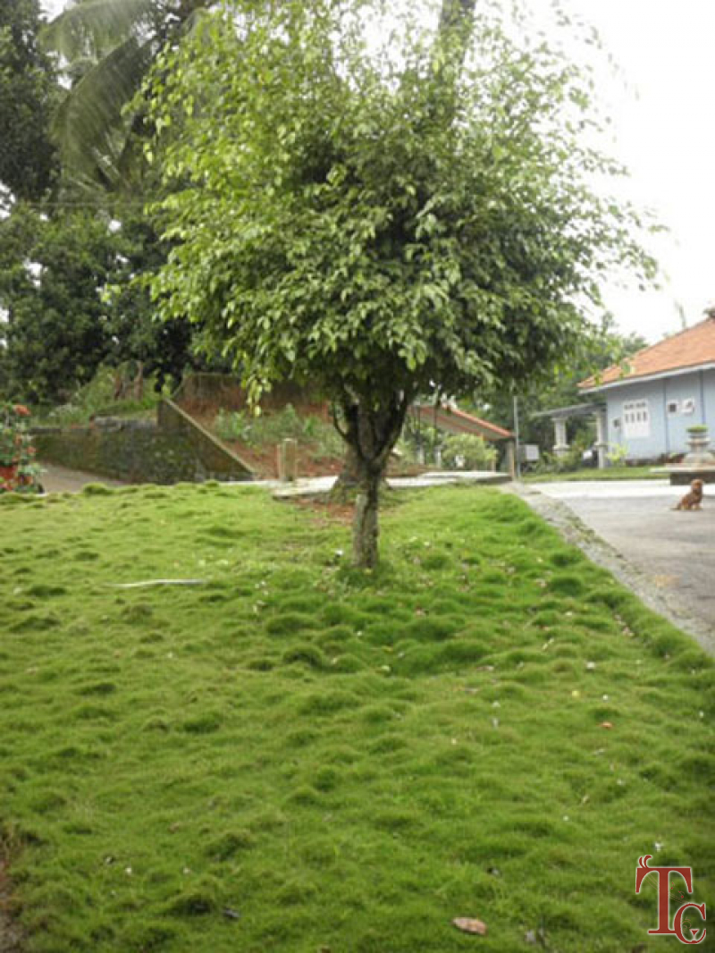 Bananki Homestay photo 34