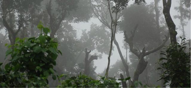 Flameback Resort photo 6