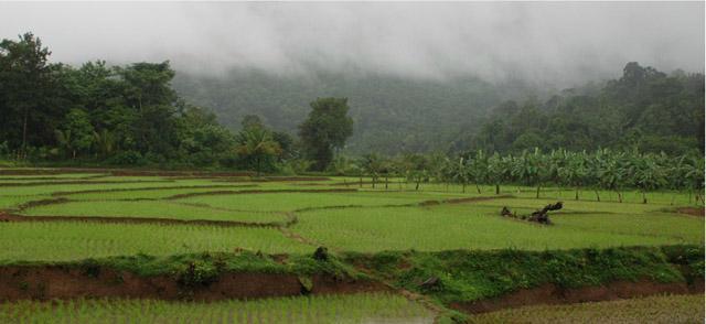 Flameback Resort photo 7