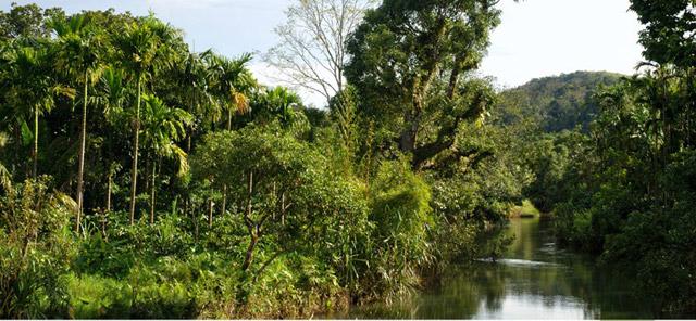 Flameback Resort photo 9