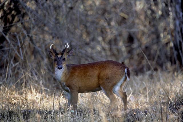 Orange County Kabini photo 7