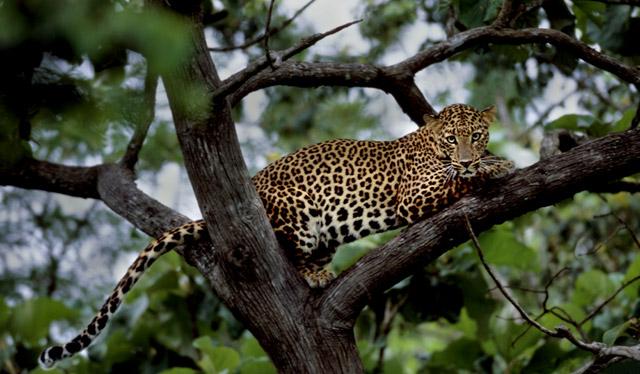 Orange County Kabini photo 19