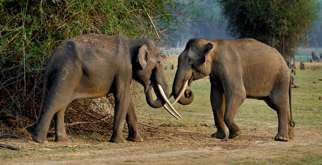 Orange County Kabini photo 22