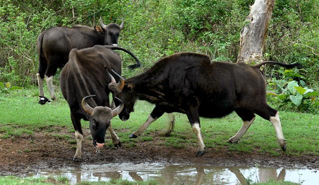 Orange County Kabini photo 24