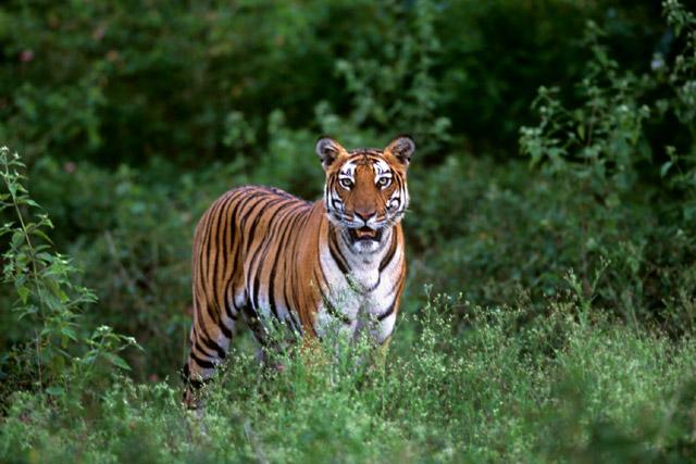 Orange County Kabini photo 30