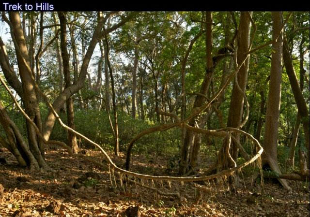 Wild Woods Spa and Resort photo 71