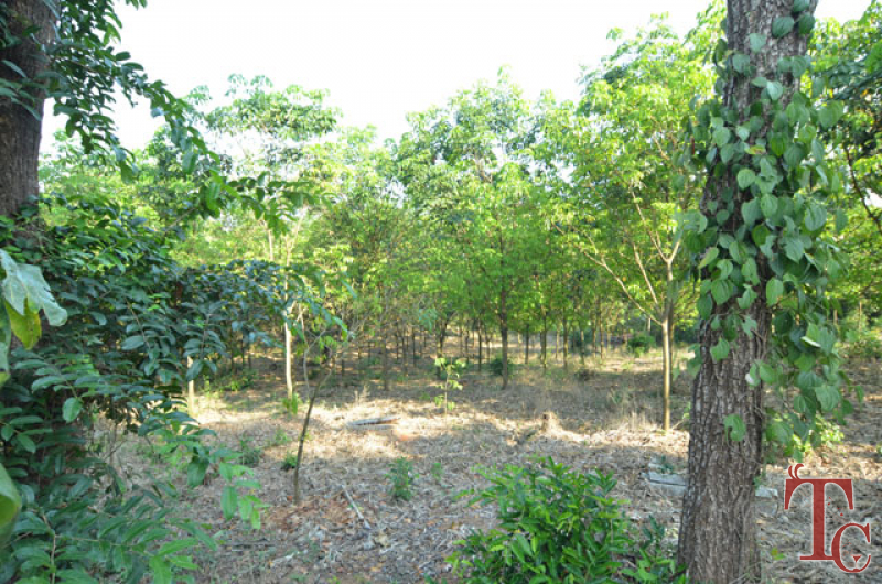 Bananki Homestay photo 75