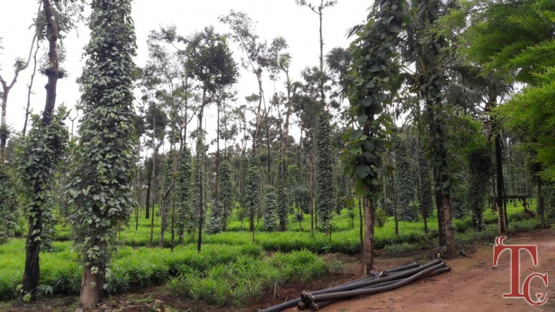 Nyrit Villa Homestay photo 32