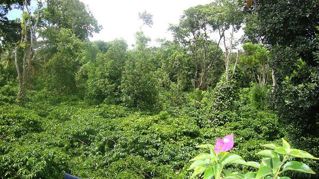Coorg Dreams Homestay photo 5