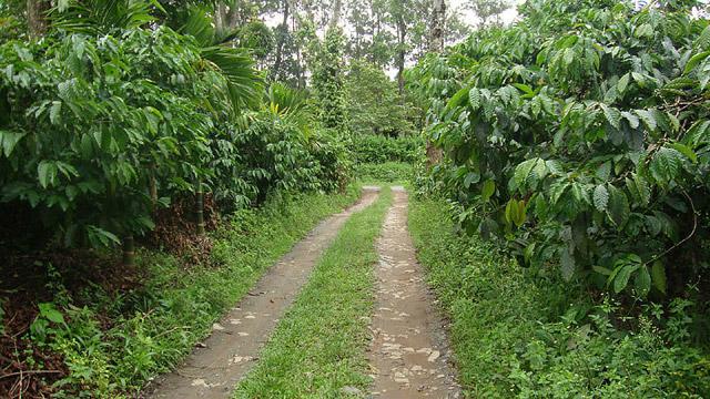Coorg Dreams Homestay photo 13