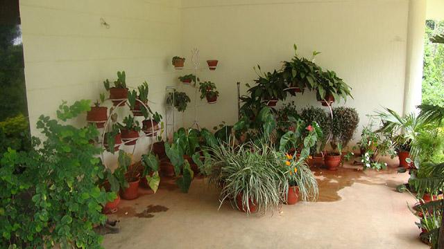 Coorg Dreams Homestay photo 19