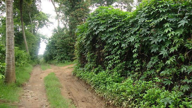 Coorg Dreams Homestay photo 29
