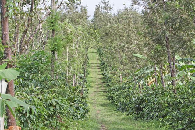 Eka Resort photo 2