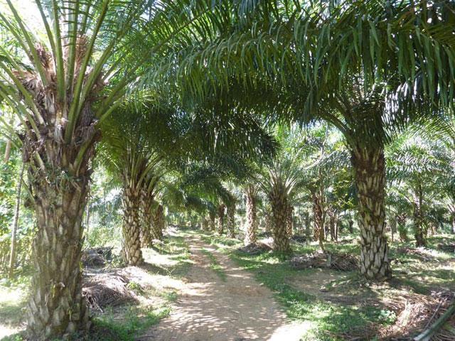 Coffee Camp Homestay photo 32