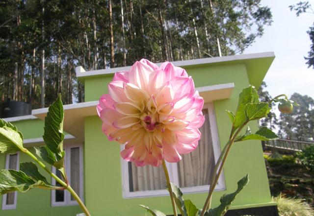 Rose Dale Homestay photo 3