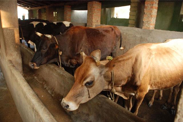 Camp Coorg Homestay photo 6