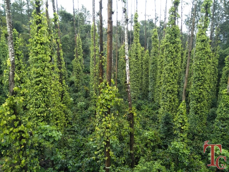 Nature Light Homestay photo 3