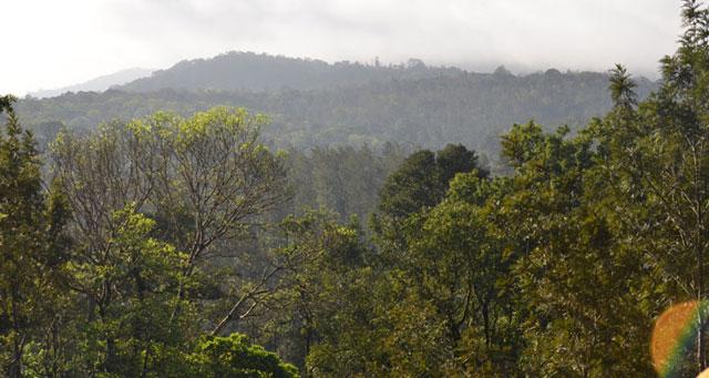 Ibbani Cadu Homestay photo 3