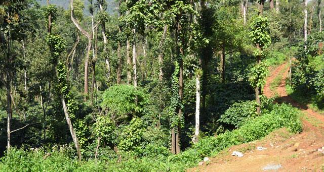 Ibbani Cadu Homestay photo 6