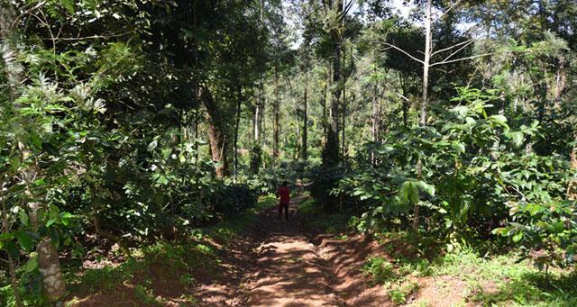 Ibbani Cadu Homestay photo 21