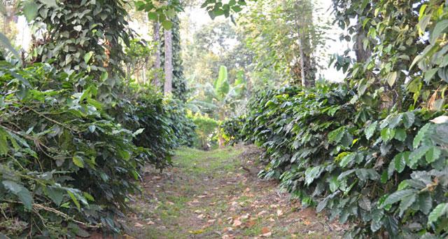 Ibbani Cadu Homestay photo 22