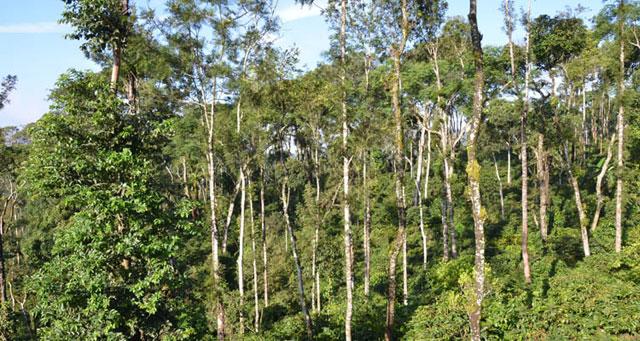 Ibbani Cadu Homestay photo 28