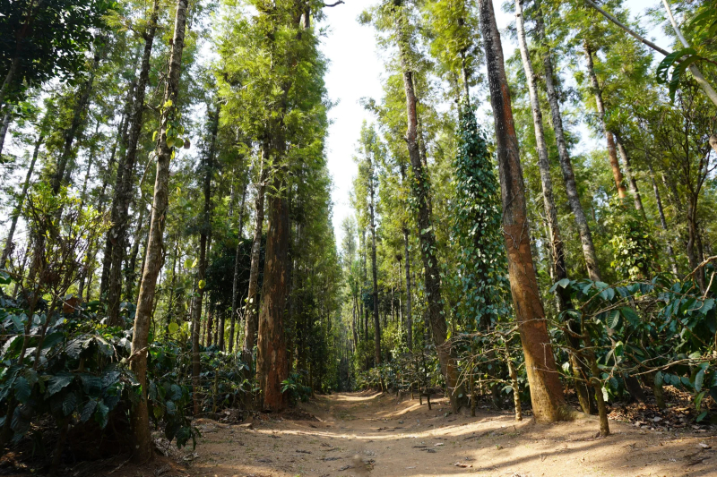 Coorg Little Jungle Homestay photo 21