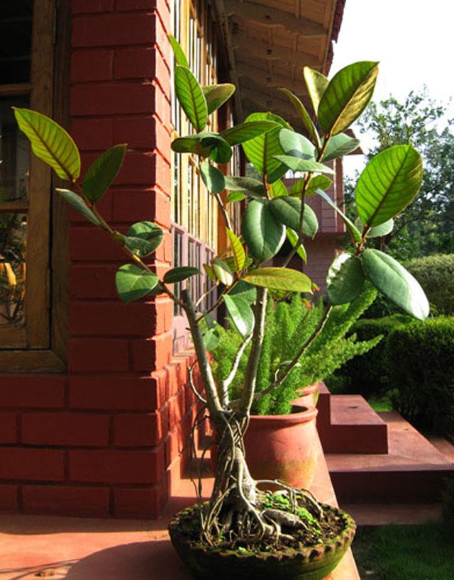 Coorg Karishma Homestay photo 11