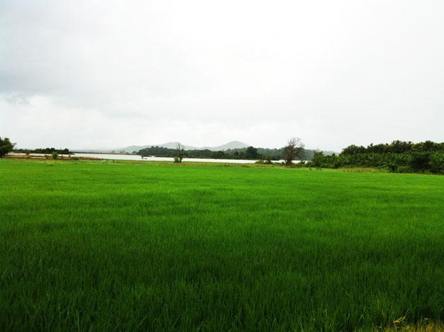 Malnad Homestays Packages photo 10