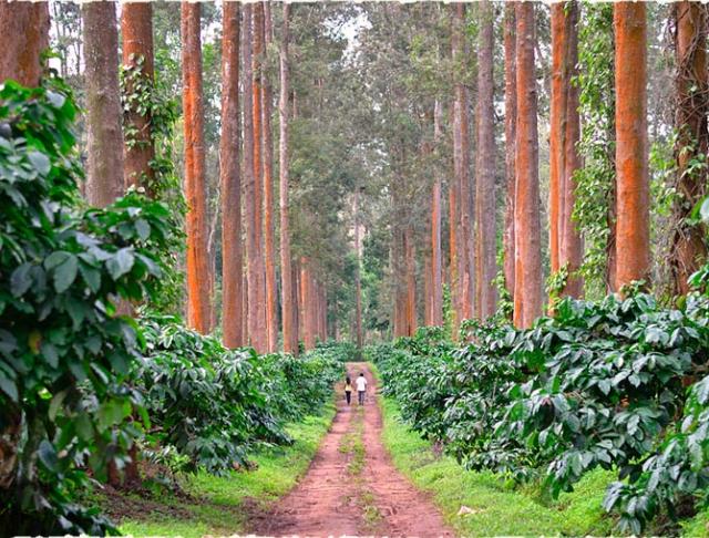 Coffee Trails Chikmagalur