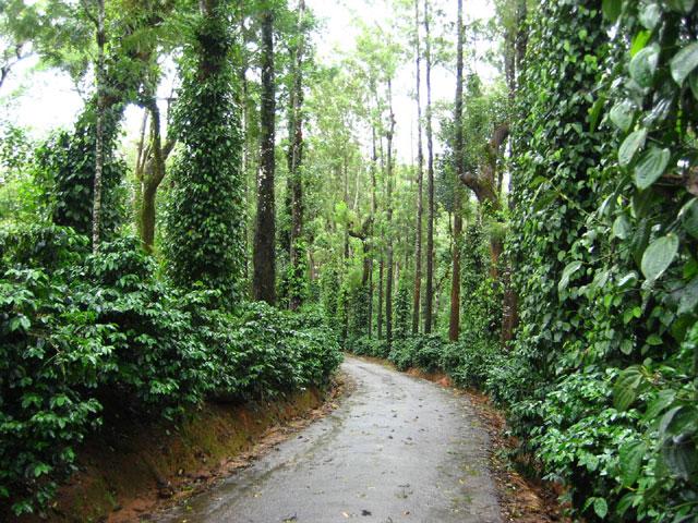 Coffee Trails Chikmagalur photo 3