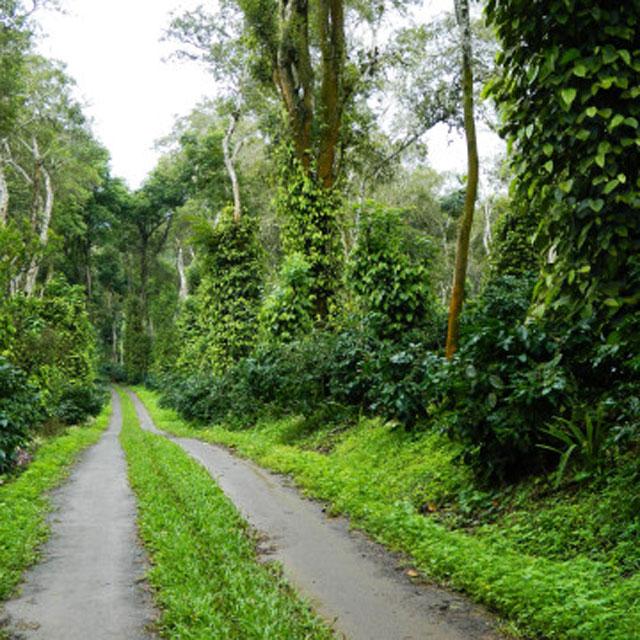 Coffee Trails Chikmagalur photo 4