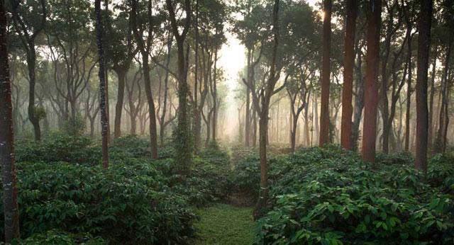 Coffee Trails Chikmagalur photo 5