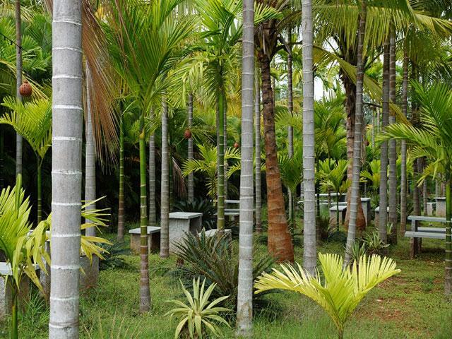 Vana Resort photo 10