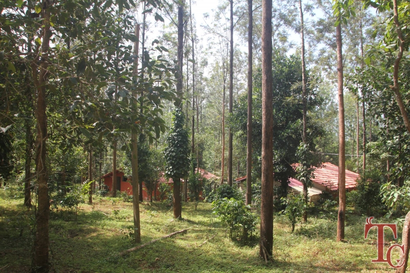Devigiri Estate Homestay photo 5