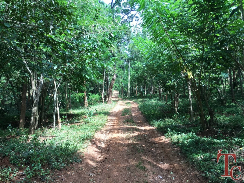 Devigiri Estate Homestay photo 31
