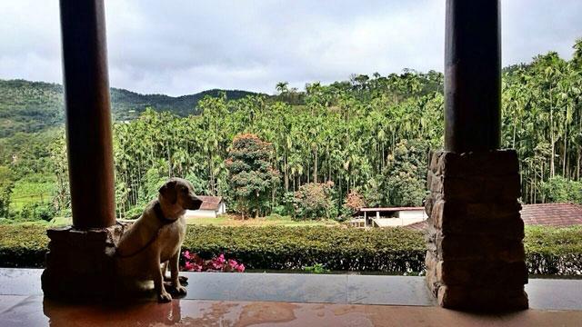 Captains Bungalow photo 13
