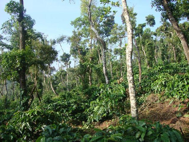 Natures Abode Homestay photo 31