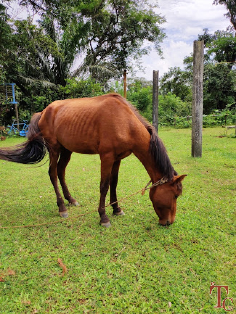 Hingaara Homestay photo 38