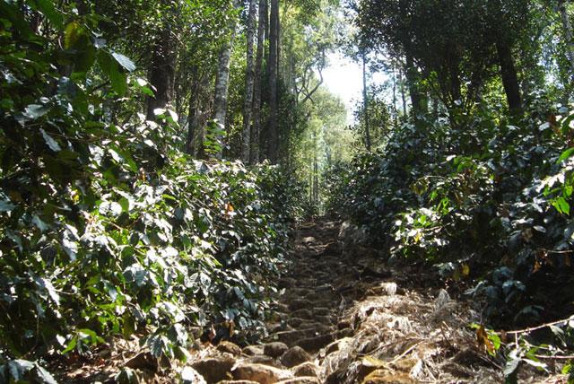 Bettadamalali Homestay photo 27