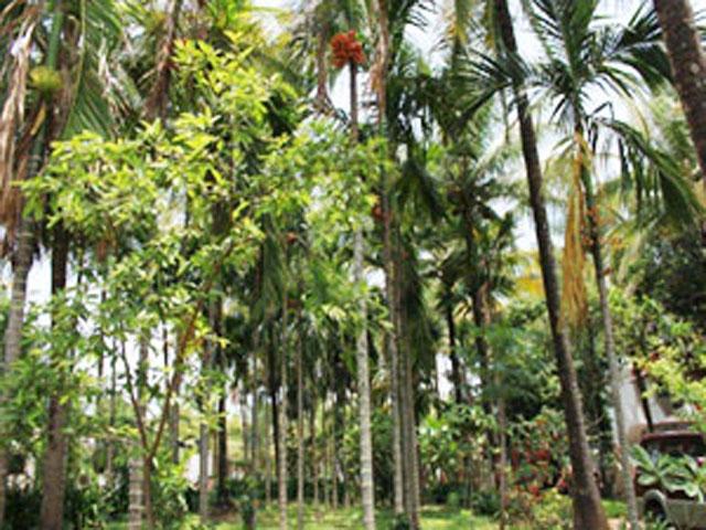Raj Gardenia photo 5