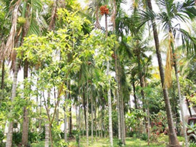 Raj Gardenia photo 17