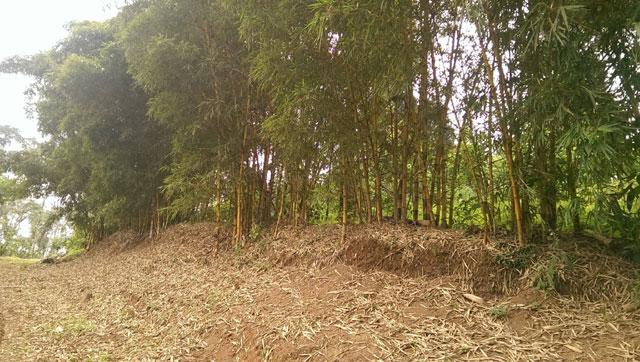 Green Nest Homestay photo 13