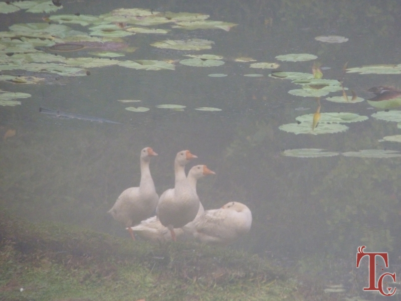 Ajjanamane Homestay photo 4