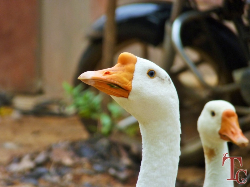 Ajjanamane Homestay photo 7