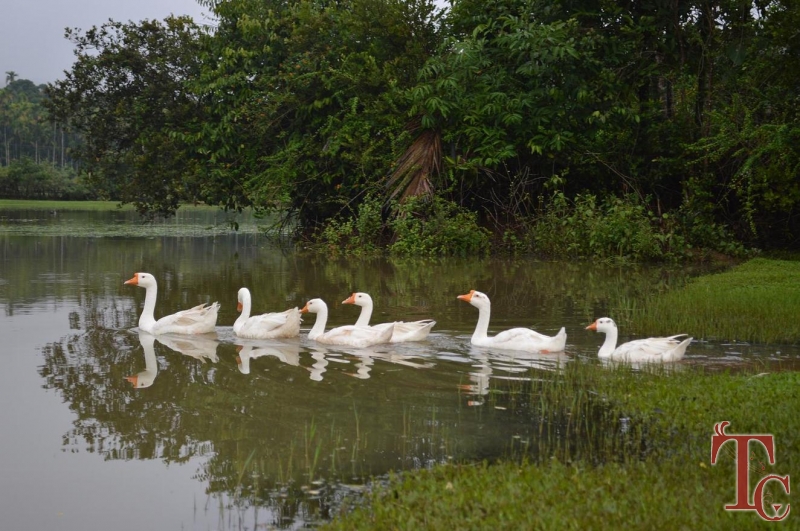 Ajjanamane Homestay photo 11