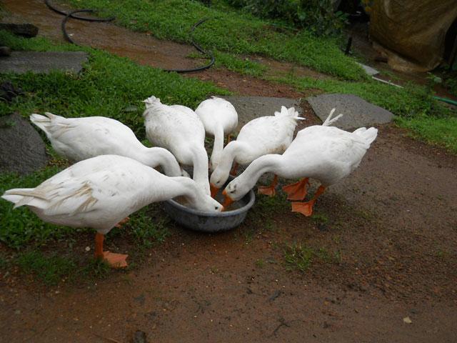 Ajjanamane Homestay photo 32