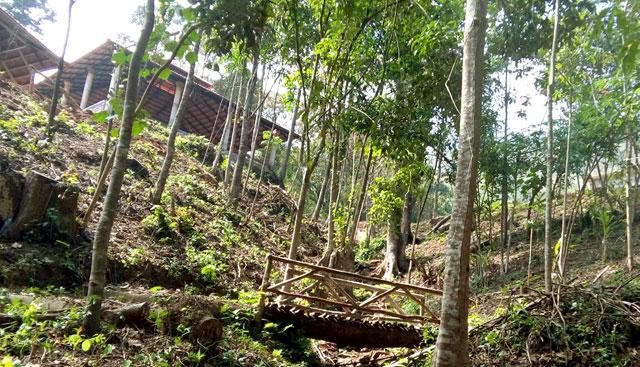 Saalu Gudda Homestay photo 8