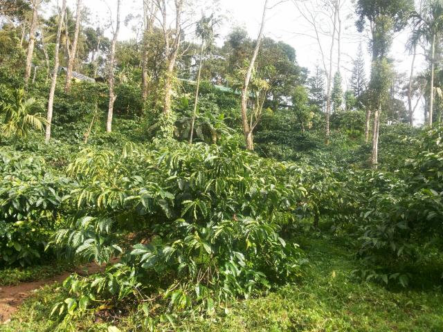 Coffee Country Homestay photo 4
